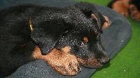 Anouk
